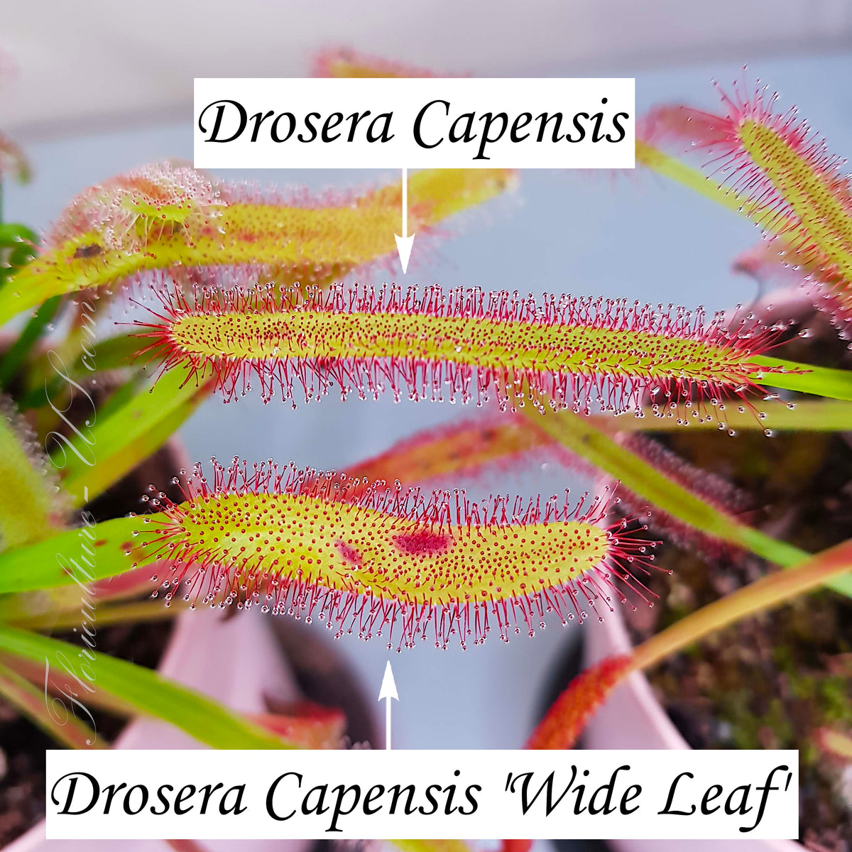 Comparison between narrow standard Cape Sundew leaf and broad Wide Leaf variety.