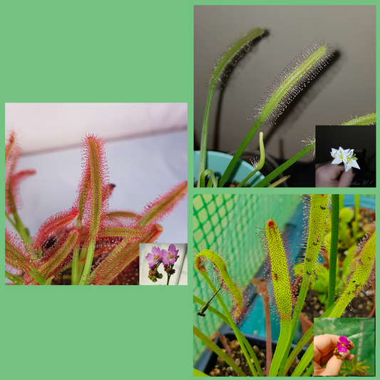 Mix of Capensis Sundew Seeds - 30 Seeds (D. Capensis; 'Alba'; 'Wide Leaf'), Carnivorous Plants