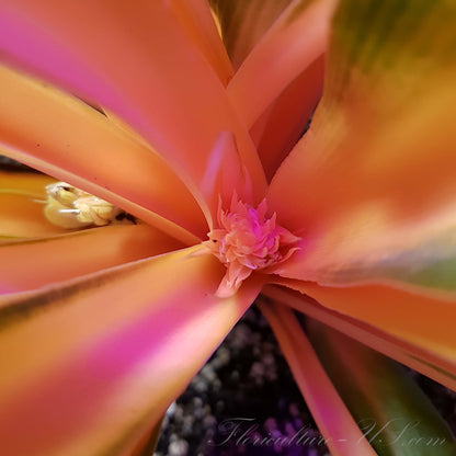 Close-up shot of an emerging flower stalk rising from the basal rosette center of Chlorophytum Orchidastrum with bright orange petioles.