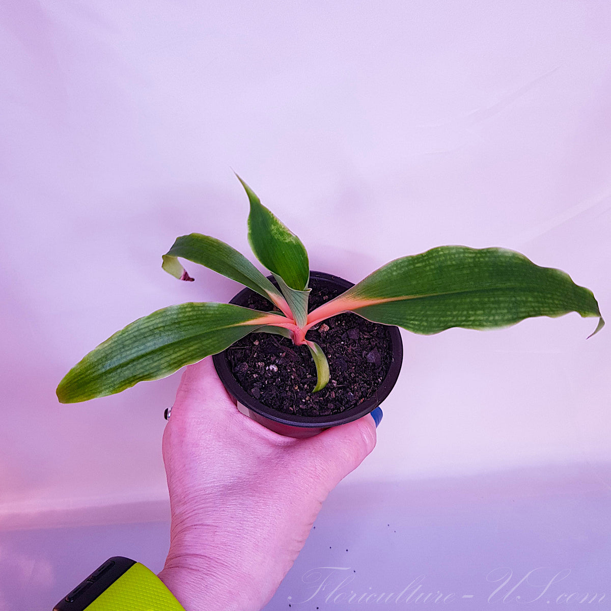 Compact indoor plant Chlorophytum Orchidastrum growing in a neat basal rosette formation.