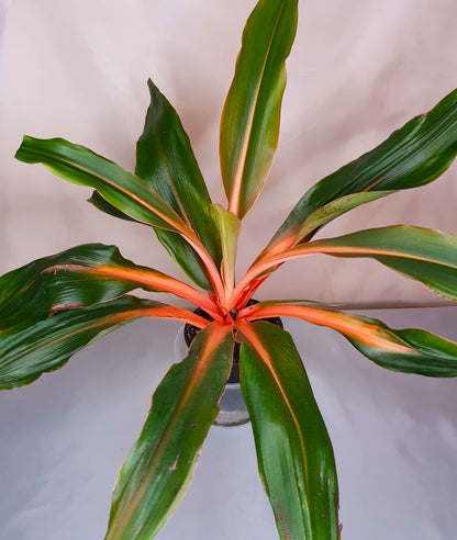 Broad lanceolate glossy dark green foliage of a mature tropical evergreen perennial.