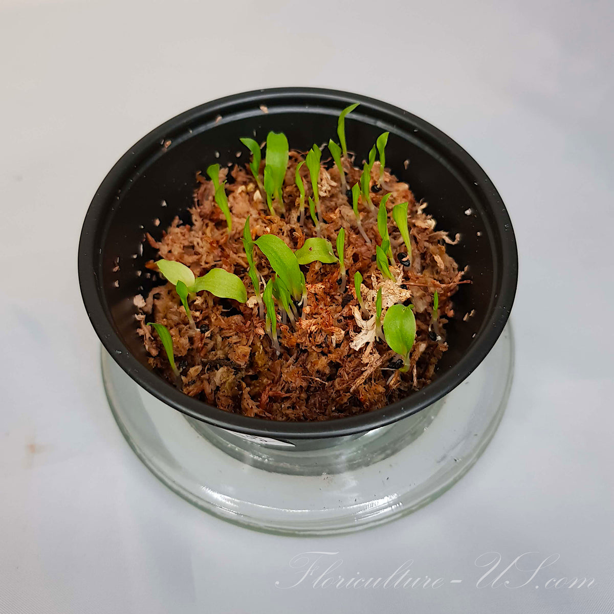 A group of multiple young Chlorophytum orchidastrum spider plant seedlings germinating inside a small container, showing their first green leaves growing out of sphagnum moss