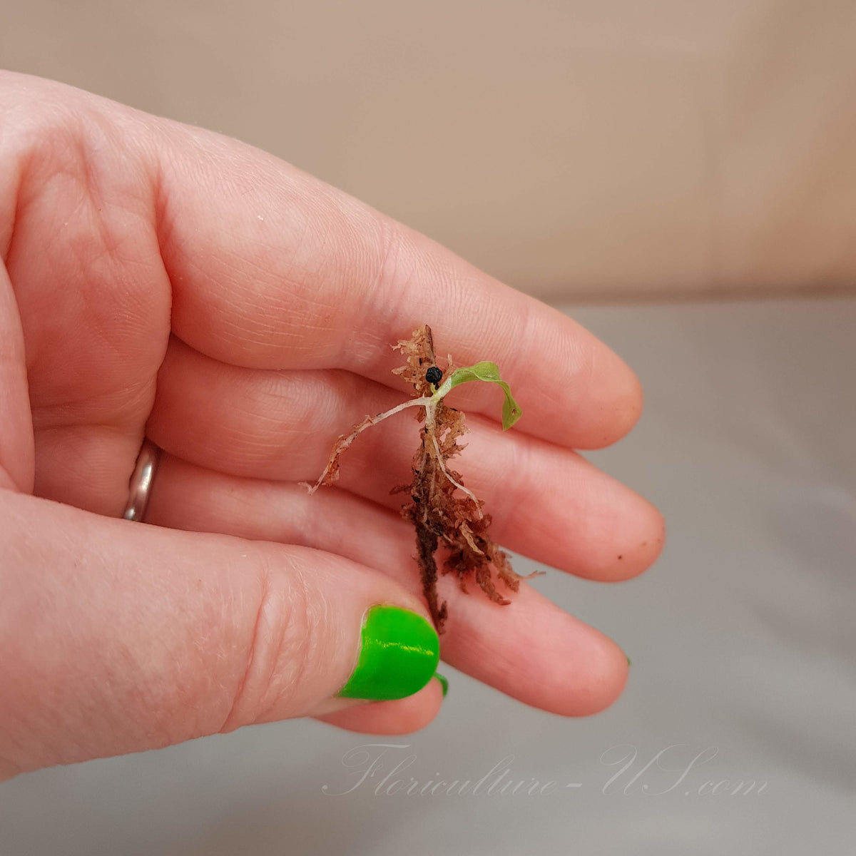 Close-up of a tiny sprouted Chlorophytum orchidastrum seedling held in a hand, displaying a long white root from moss, a single green leaf, and the black seed coat