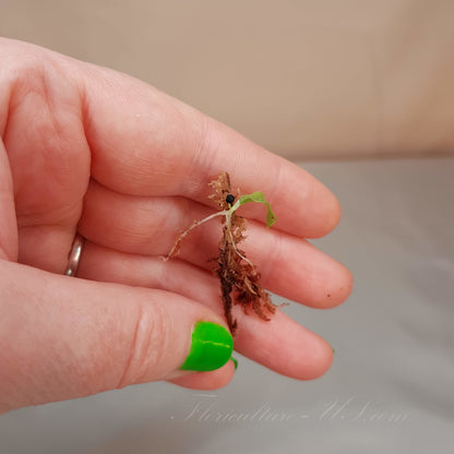 Close-up of a tiny sprouted Chlorophytum orchidastrum seedling held in a hand, displaying a long white root from moss, a single green leaf, and the black seed coat