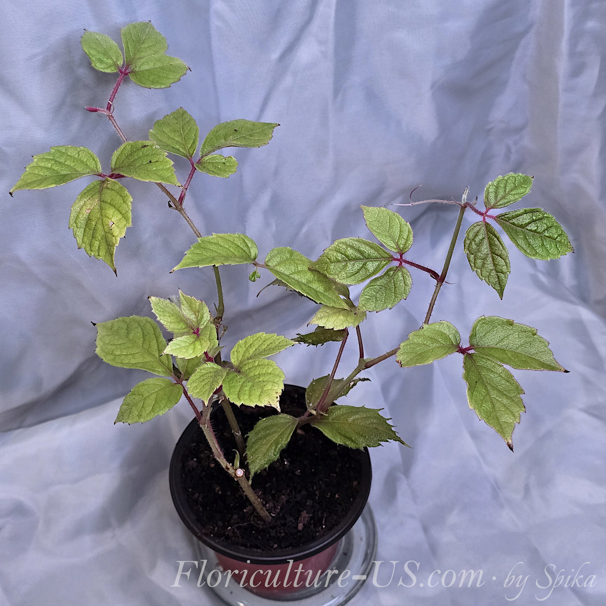 Healthy Cissus adenopoda live houseplant with compact tri-foliate foliage and a climbing vine tendril held in hand.