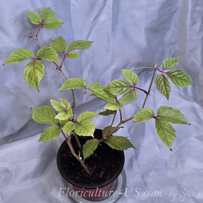 Healthy Cissus adenopoda live houseplant with compact tri-foliate foliage and a climbing vine tendril held in hand.