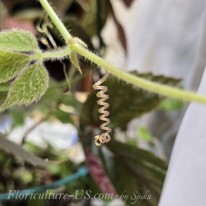 Macro photo of a fuzzy curly climbing tendril of rare Cissus adenopoda tropical velvet vine plant.
