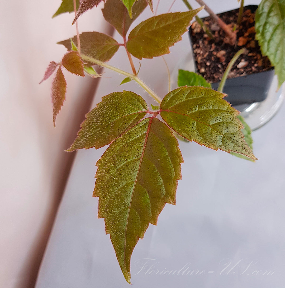 Close up of Cissus adenopoda mother plant tri-foliate leaf surface showing unique soft velvet hairs and pink veins.