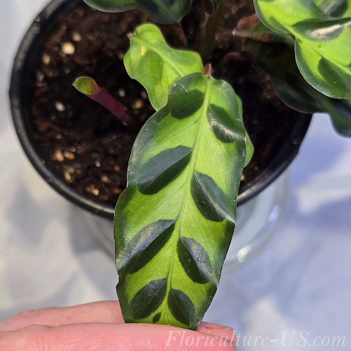 Close up of Calathea Insignis leaf pattern and texture