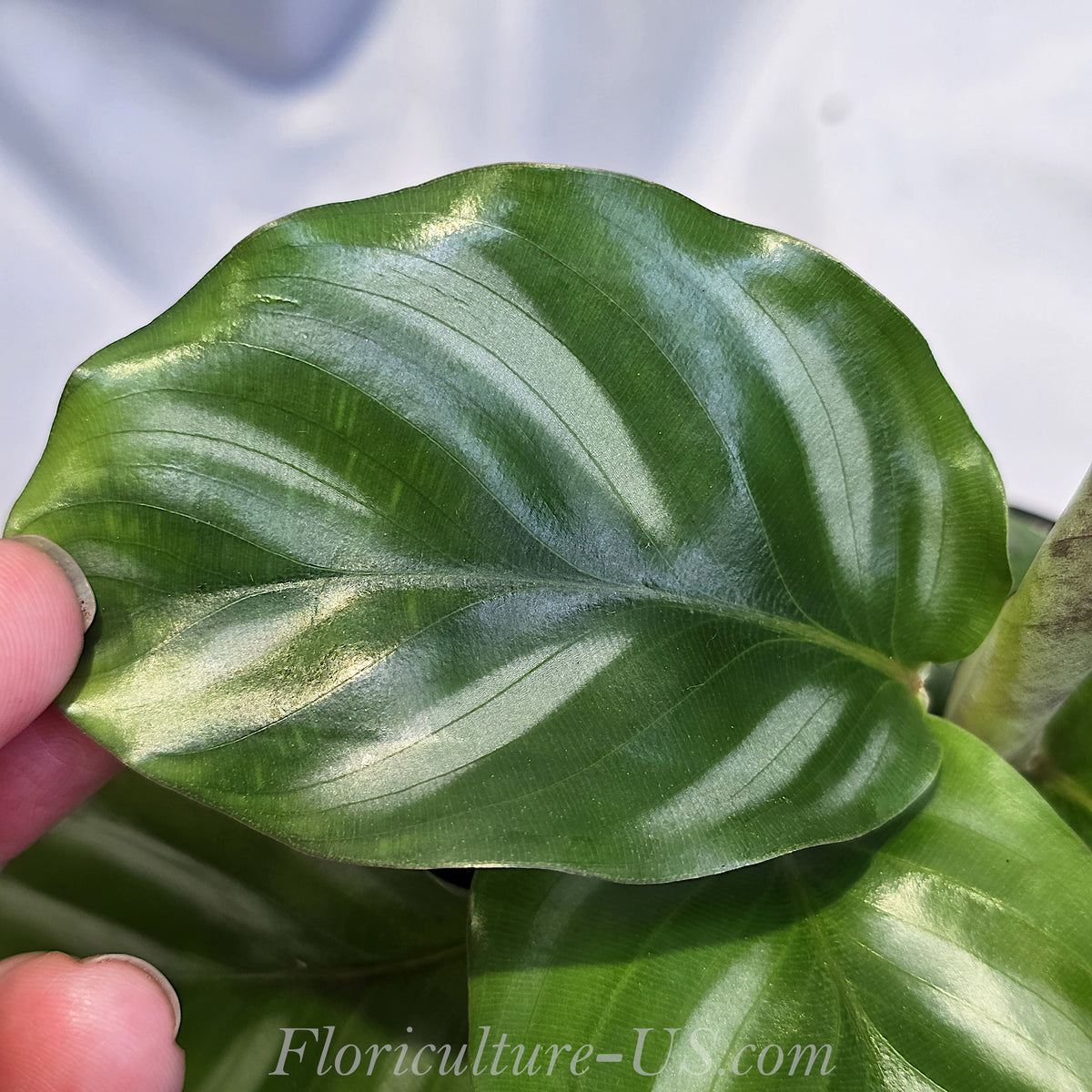 Close up of Calathea Orbifolia silver striped leaf pattern