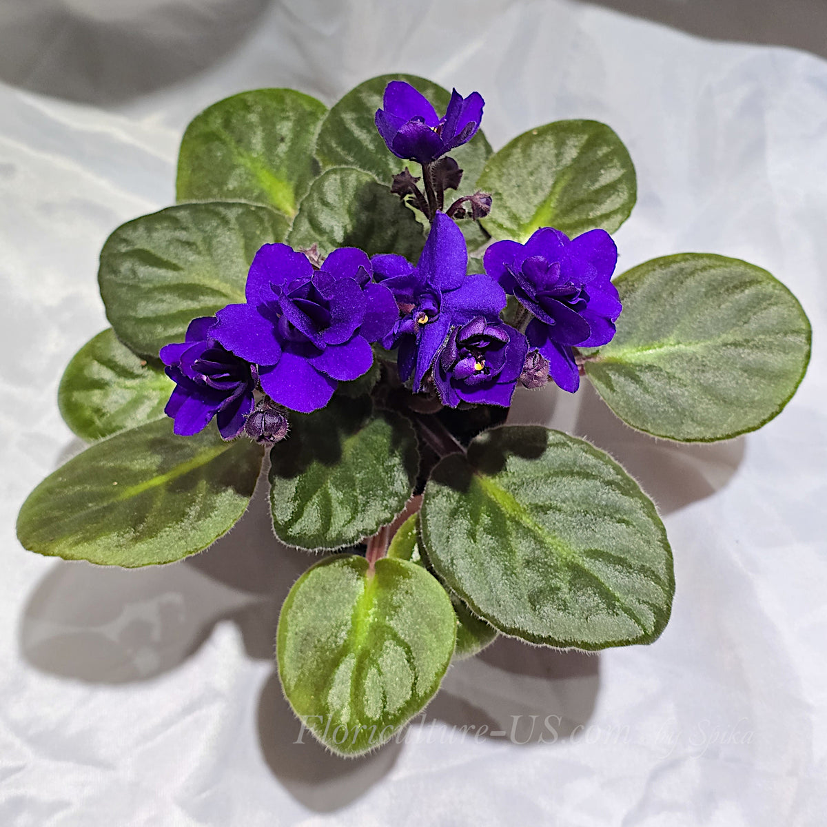 A blooming African Violet live houseplant for sale showing healthy green leaves and double purple flowers with a velvet texture in a starter pot.