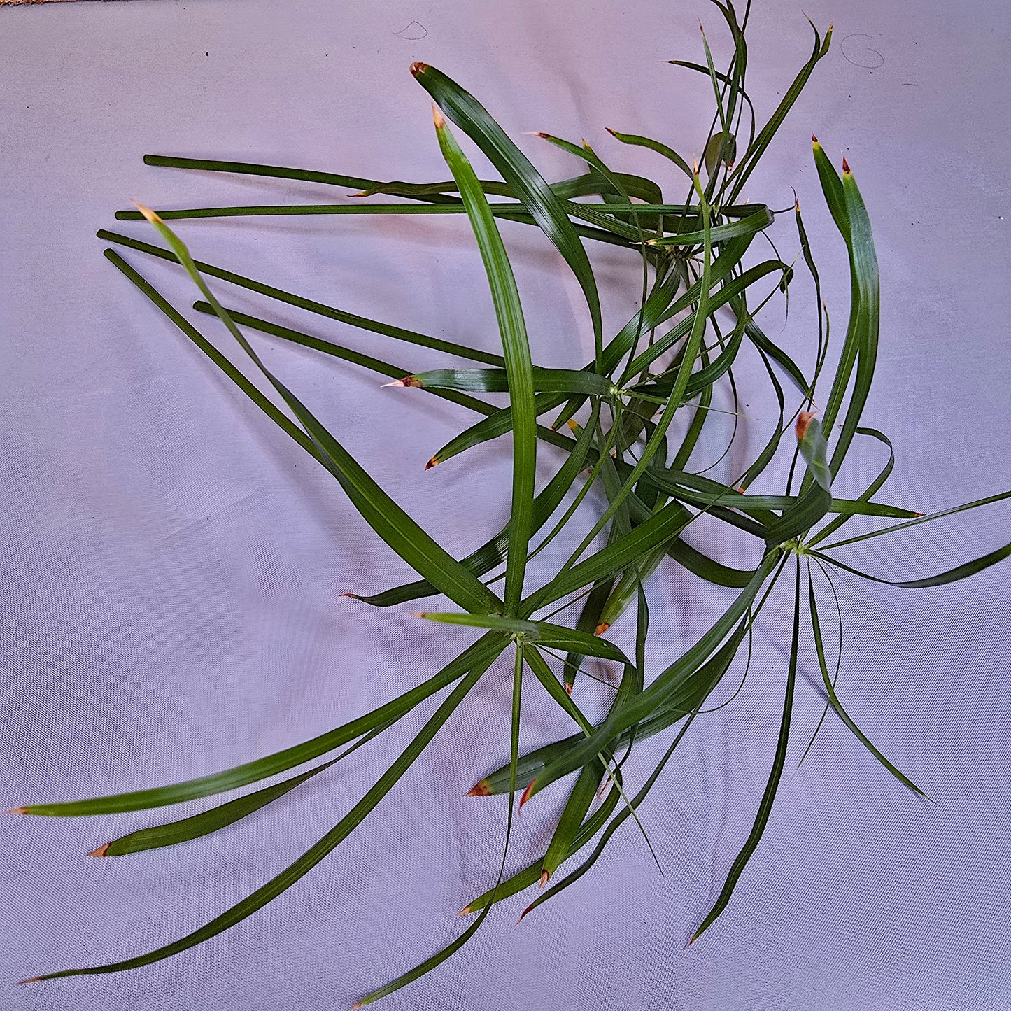 Unrooted umbrella cuttings of Cyperus Alternifolius Baby Tut for propagation.
