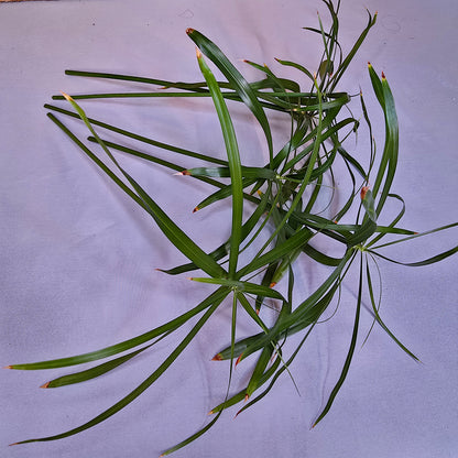 Unrooted umbrella cuttings of Cyperus Alternifolius Baby Tut for propagation.