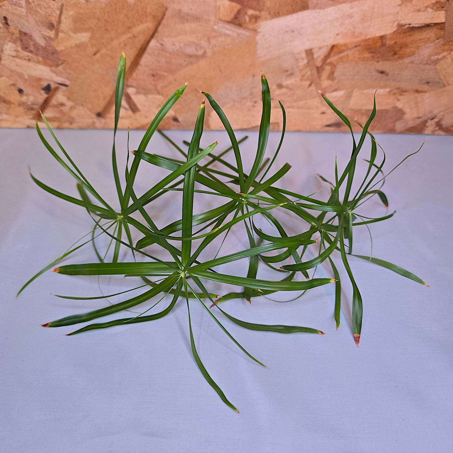 Unrooted umbrella cuttings of Cyperus Alternifolius Baby Tut for propagation.