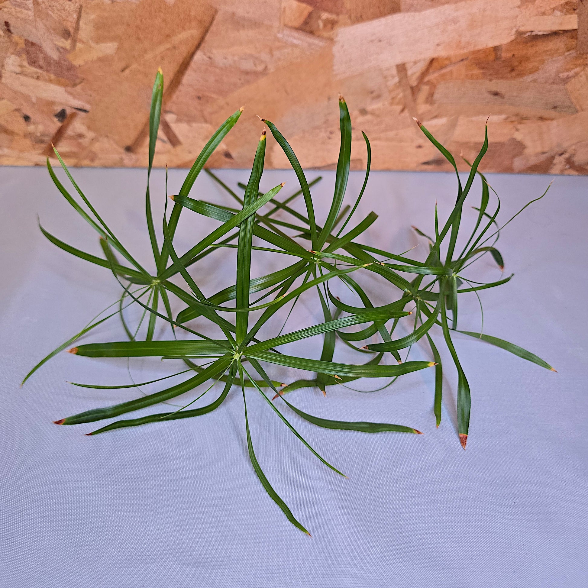 Unrooted umbrella cuttings of Cyperus Alternifolius Baby Tut for propagation.