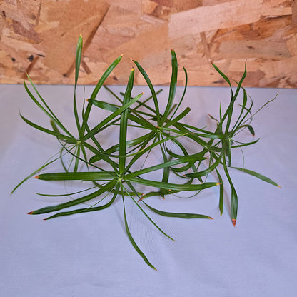 Unrooted umbrella cuttings of Cyperus Alternifolius Baby Tut for propagation.