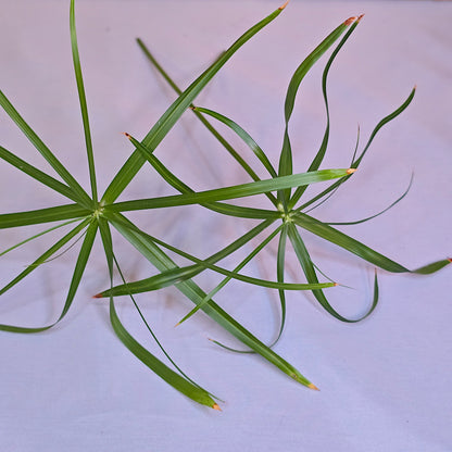 Unrooted umbrella cuttings of Cyperus Alternifolius Baby Tut for propagation.