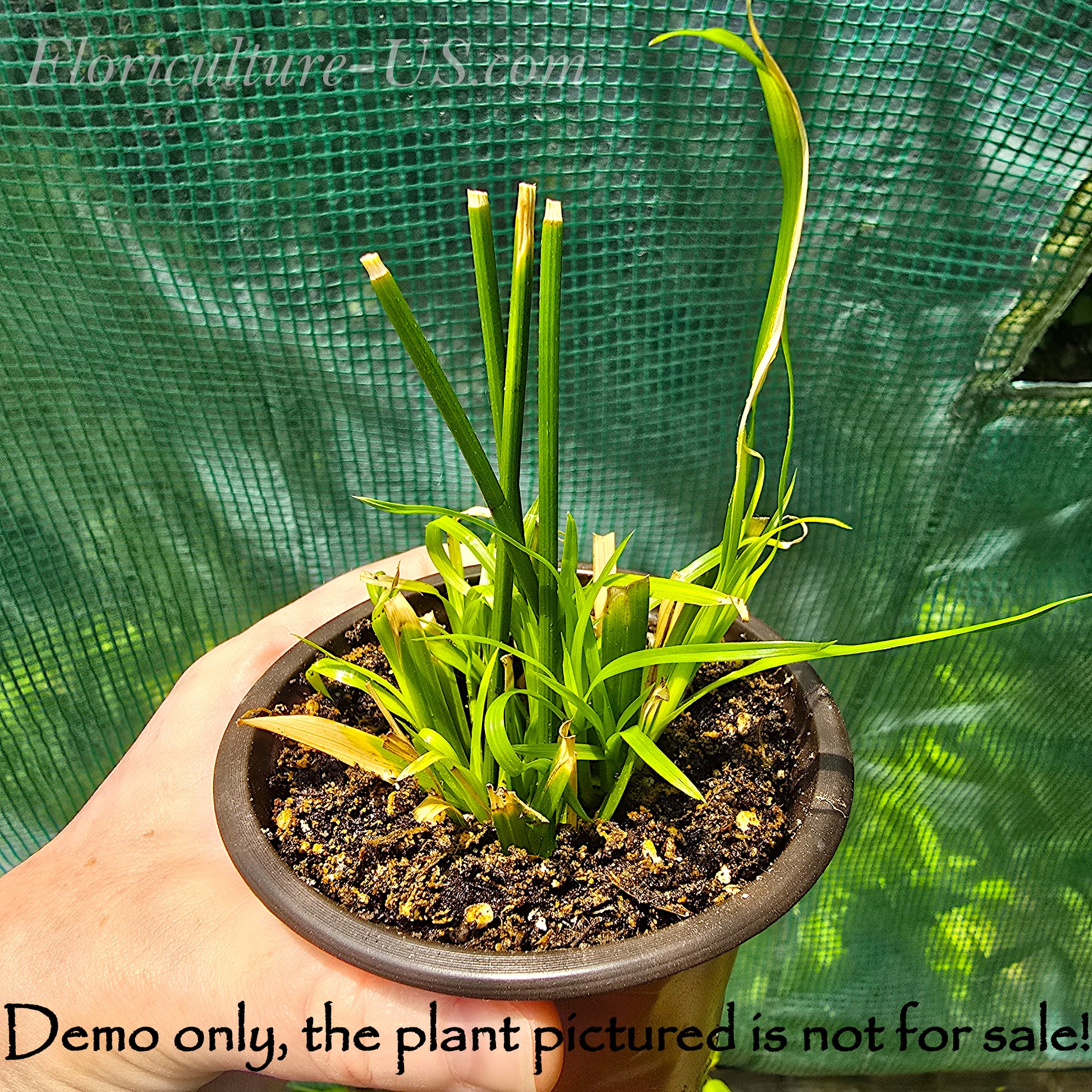 New green sprout growing from a rooted Cyperus Alternifolius umbrella cutting.