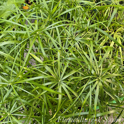 Top view of Cyperus Baby Tut dwarf papyrus grass growing outdoors under bright summer sunlight.