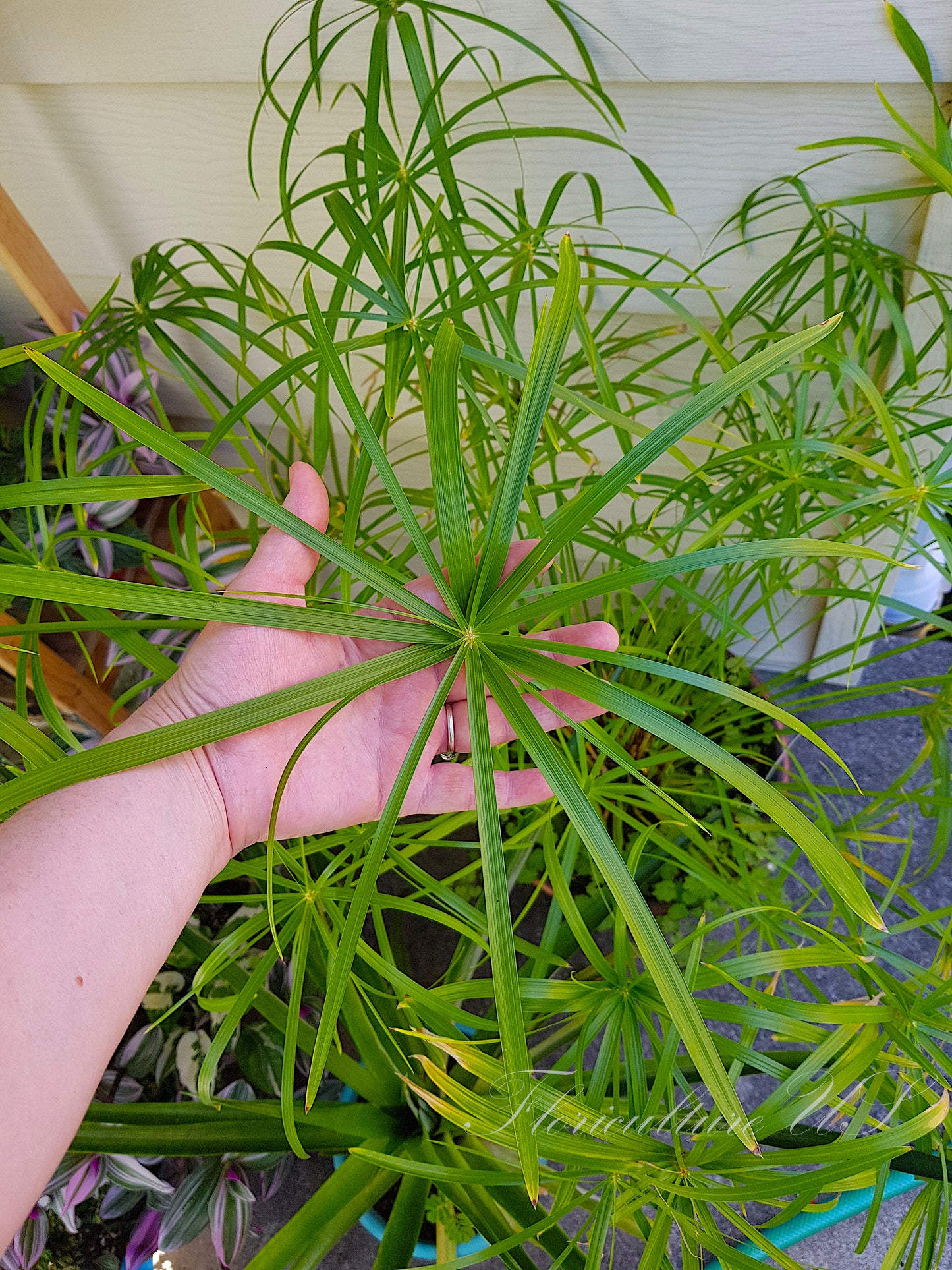 A hand holding a large symmetrical green leaf of Cyperus Baby Tut umbrella plant to show size scale.