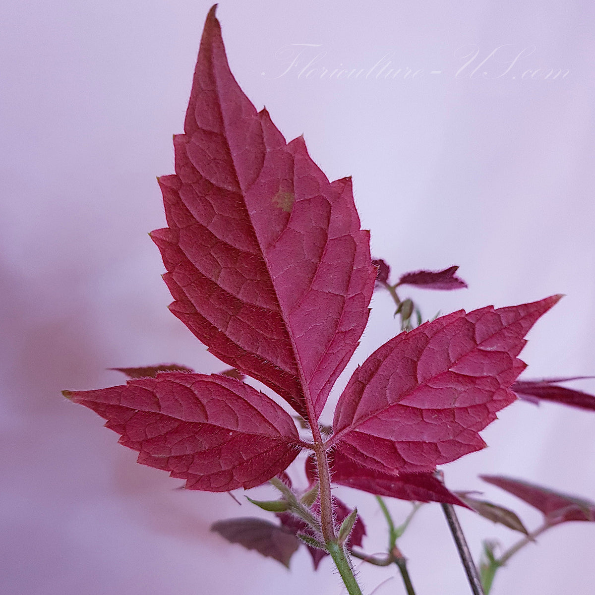 Vibrant dark burgundy and pink underside of a mature Cissus adenopoda leaf from the rare velvet vine mother plant.