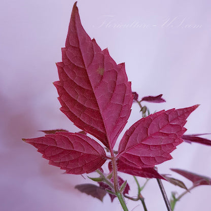 Vibrant dark burgundy and pink underside of a mature Cissus adenopoda leaf from the rare velvet vine mother plant.