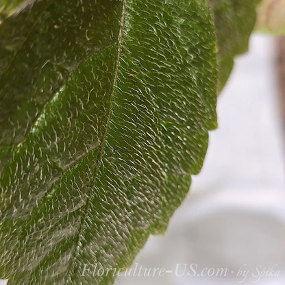 Extreme macro closeup of a Cissus adenopoda leaf surface showing soft texture and dense velvet hair growth.