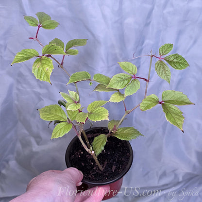 Close up of a rare Cyphostemma adenopodum Cissus velvet vine cutting showing fresh compact growth and pink petioles.