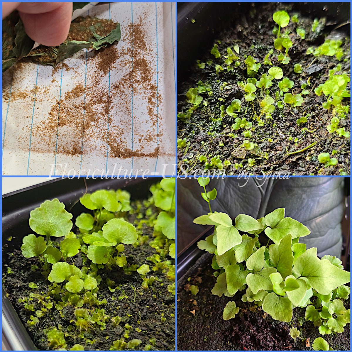 A 4-panel growth stages collage of Cyrtomium falcatum fern showing brown spore dust on paper, green prothalli carpet, and young plants growing in a container