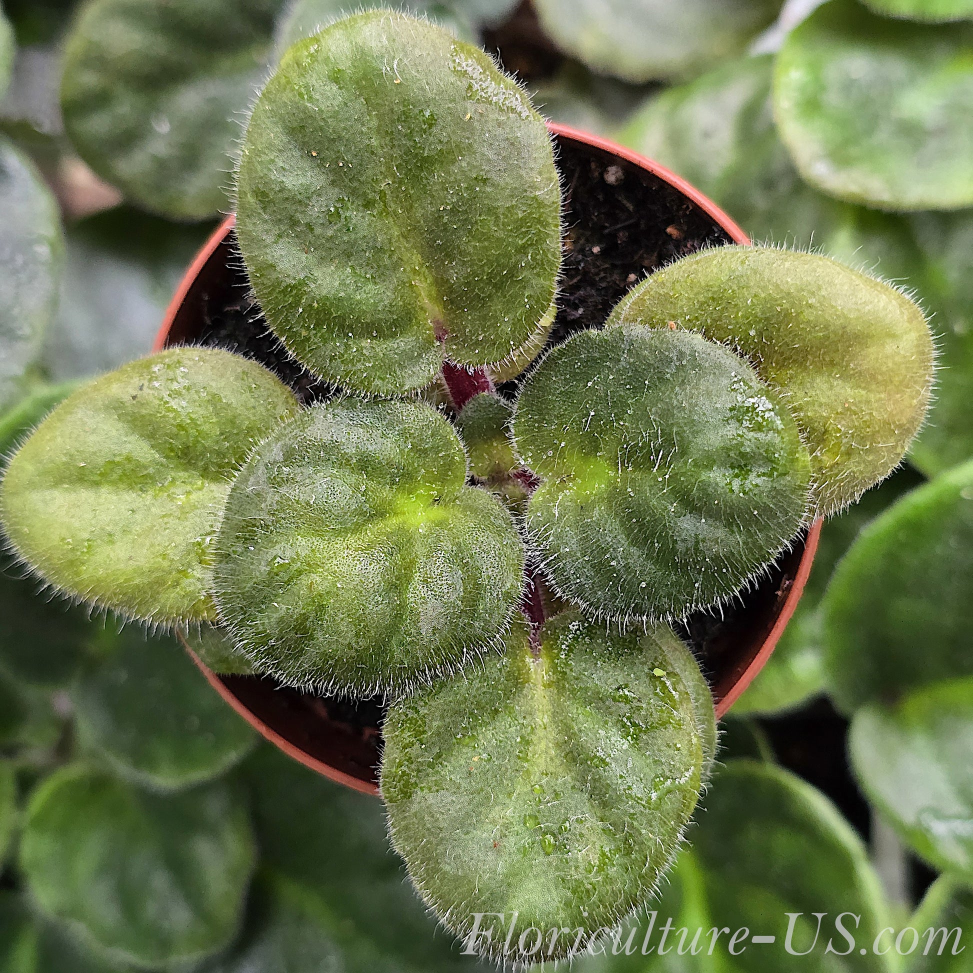 Top view of a healthy dark purple African Violet starter plant with fuzzy green leaves in a small starter pot