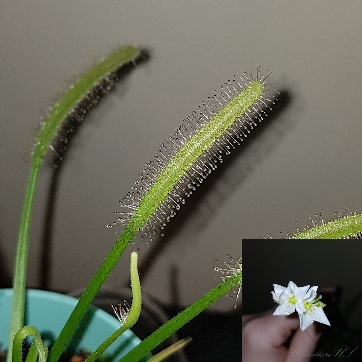 Collage with a detailed close up of a Drosera Capensis Alba leaf and its white flower bloom