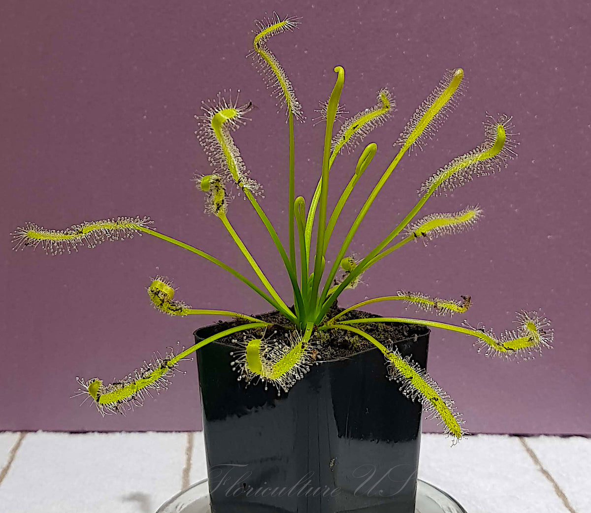 Drosera Capensis Alba carnivorous plant variety with clear white hairs and green leaves