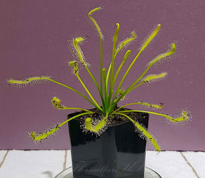 Drosera Capensis Alba carnivorous plant variety with clear white hairs and green leaves