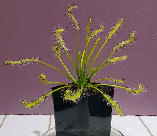 Drosera capensis Alba albino Cape Sundew plant with all-green leaves and white tentacles.