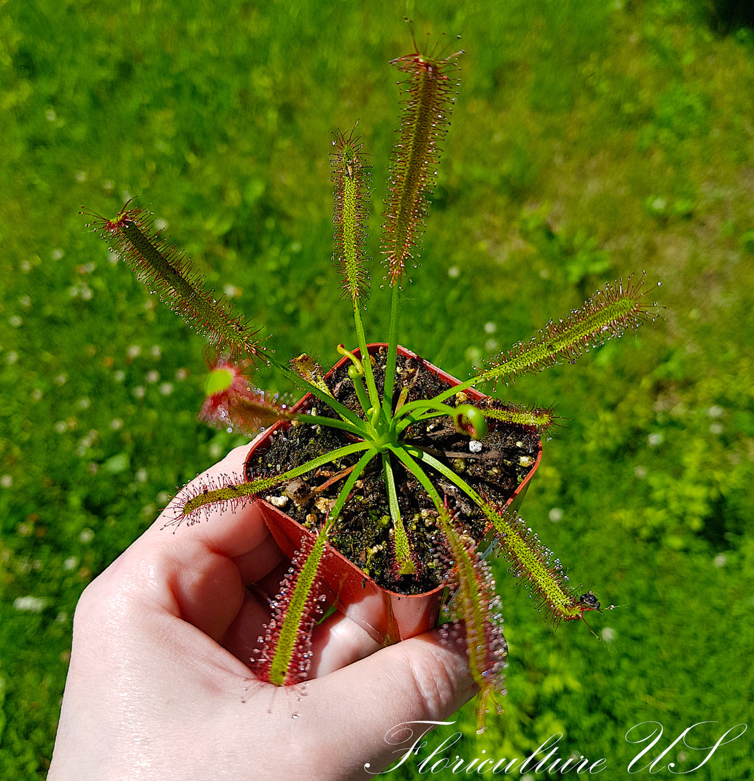 Drosera Capensis cape sundew live insectivorous perennial houseplant Floriculture US