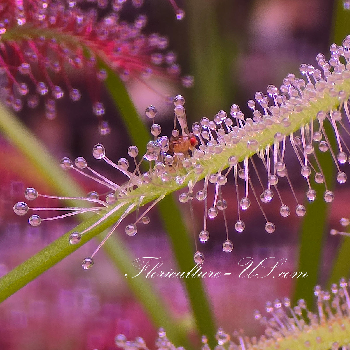 Macro shot of large flightless Drosophila Hydei fruit flies used for feeding Sundews and Venus Flytraps.