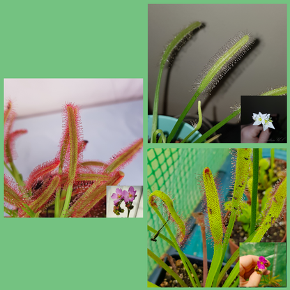 Pack of 30 plus mix carnivorous plant seeds of Drosera Capensis Sundew