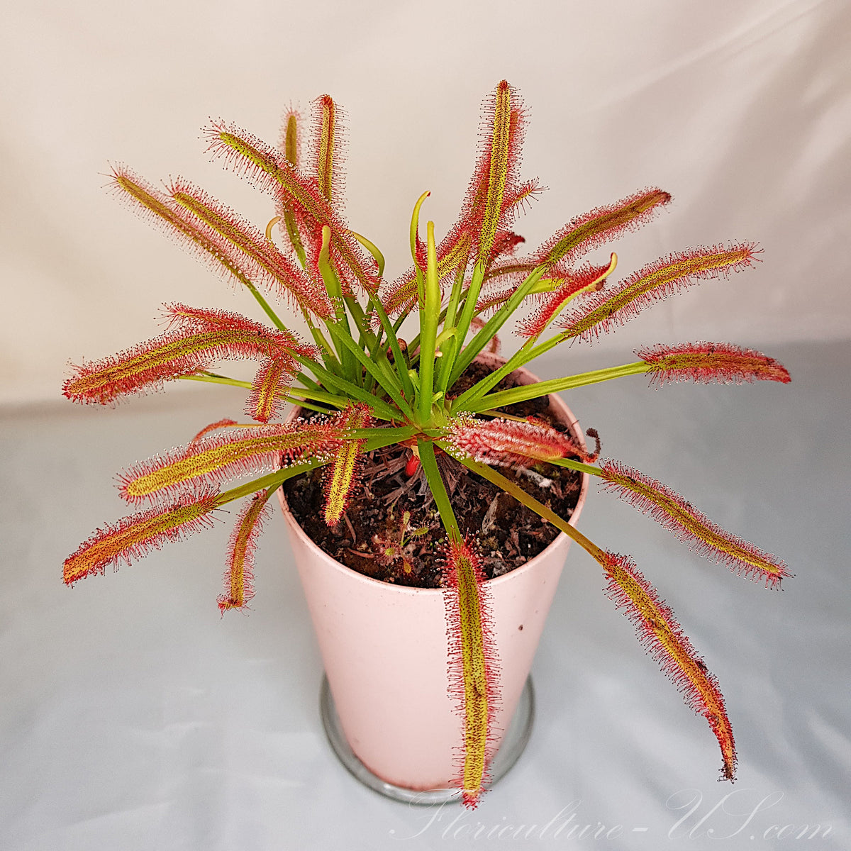 Adult Drosera Capensis typical carnivorous sundew plant with red glistening tentacles