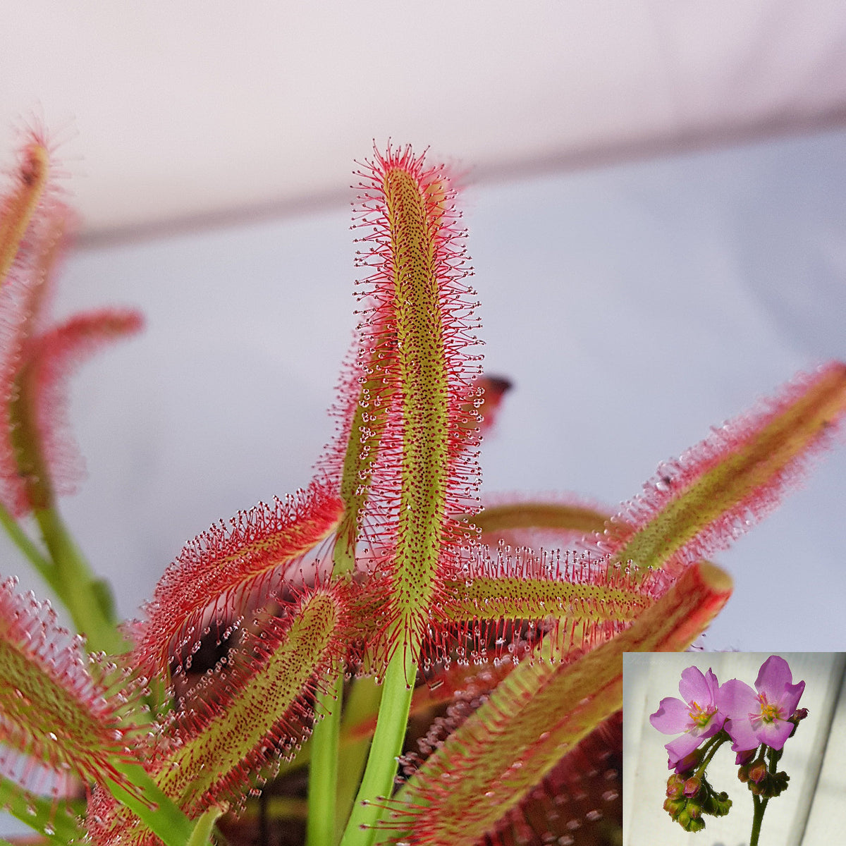 Collage showing a macro close up of a Drosera Capensis leaf with red dew drops and its pink blooming flower