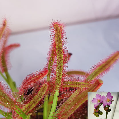 Collage showing a macro close up of a Drosera Capensis leaf with red dew drops and its pink blooming flower