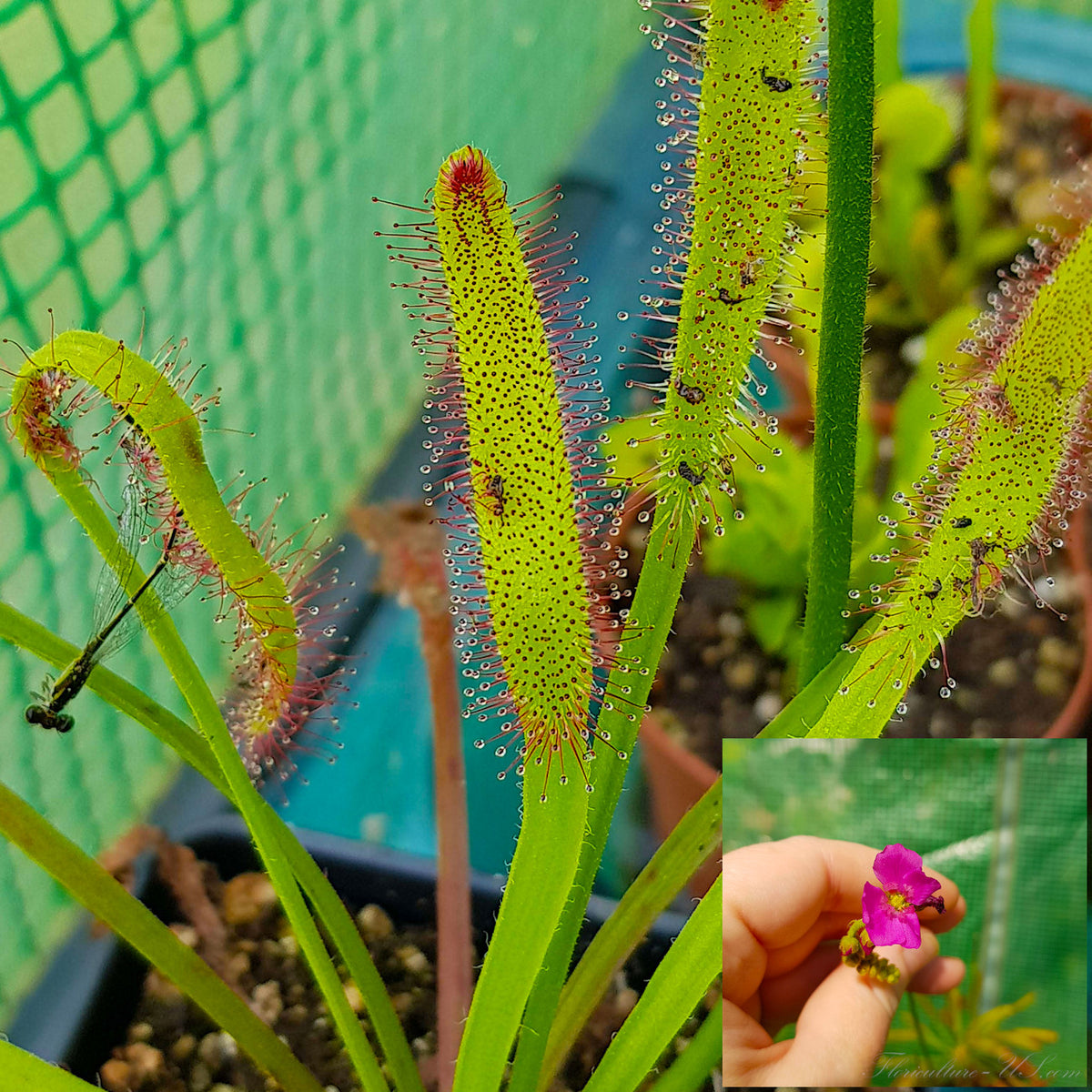Collage of a broad Drosera Capensis Wide Leaf covered in dew and a stalk of blooming flowers