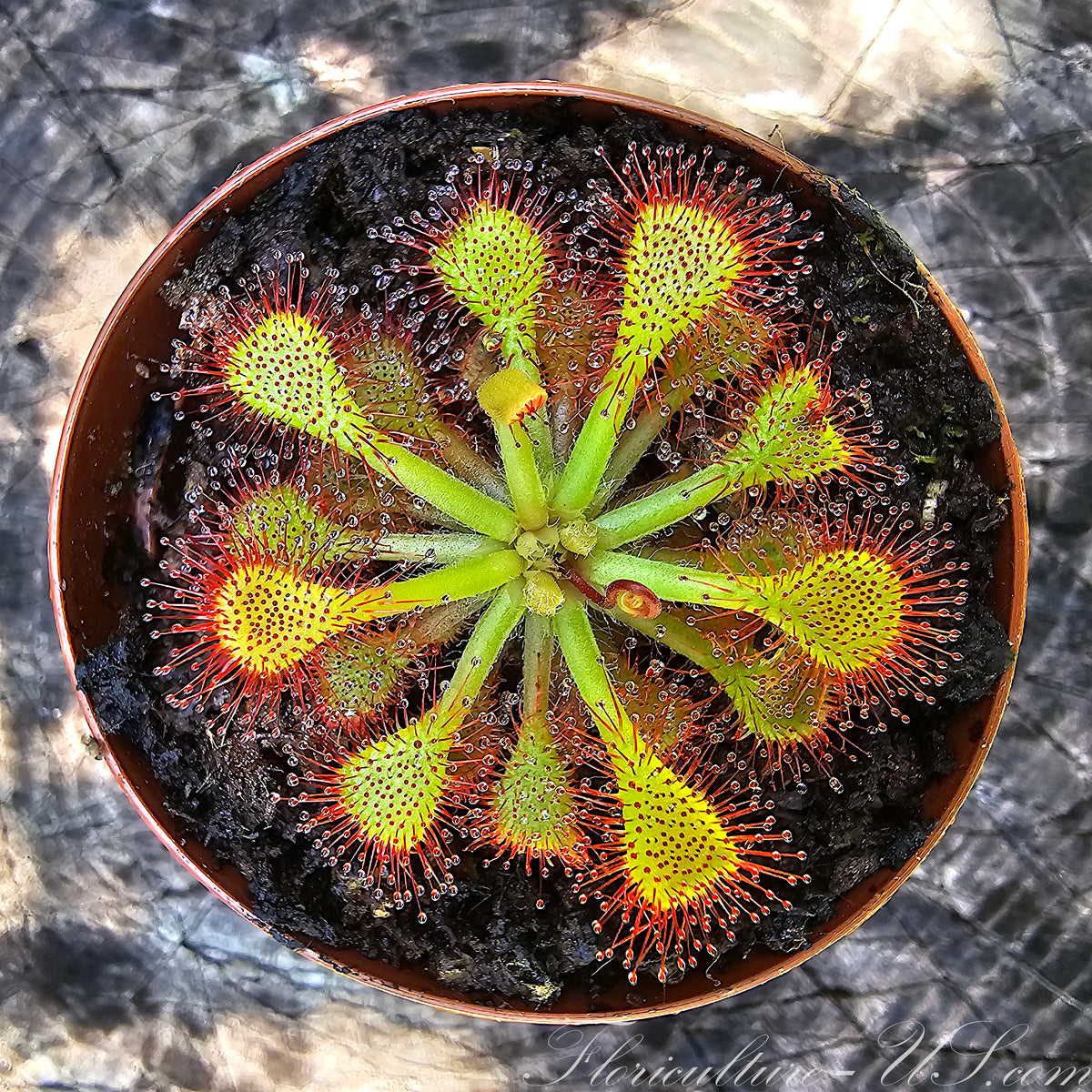 Close-up of glistening dew-like traps on Drosera Capillaris carnivorous plant leaves.