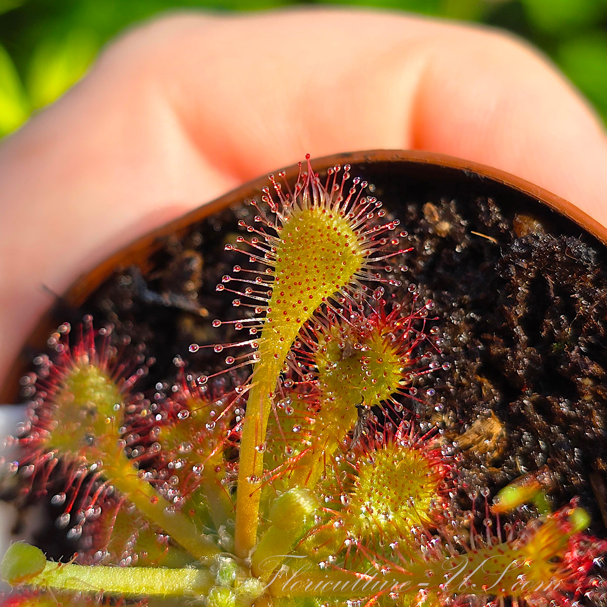 Macro shot of Drosera Capillaris pink sundew spoon-shaped leaves with sticky digestive fluid.