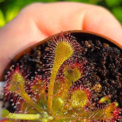 Macro shot of Drosera Capillaris pink sundew spoon-shaped leaves with sticky digestive fluid.