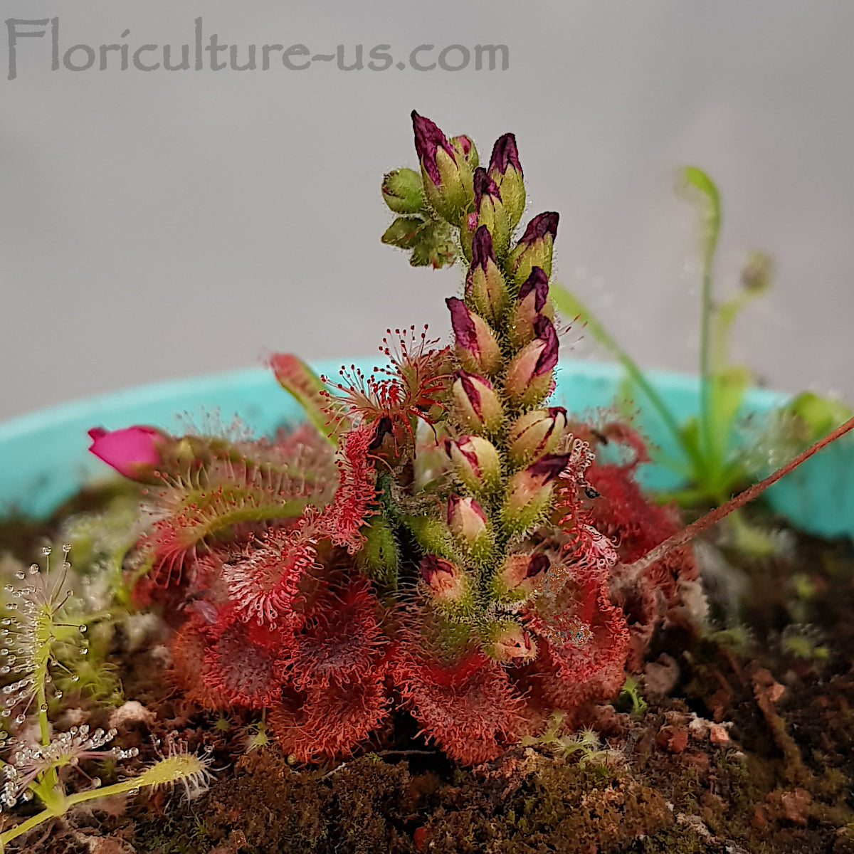 Drosera Spatulata Ivan's 3-Way Australian carnivorous plant with a thick hairy flower stalk