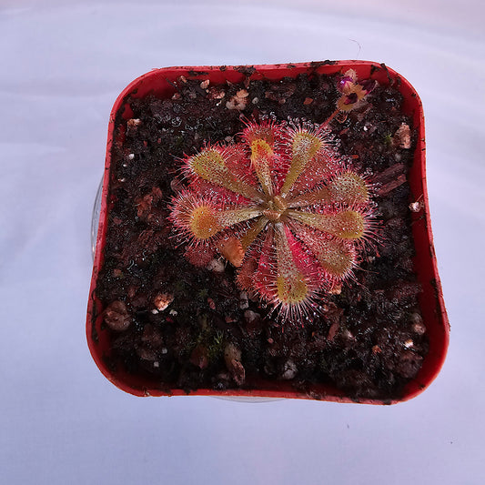 Drosera Spatulata Ivan's 3-Way Australian carnivorous sundew plant in a pot