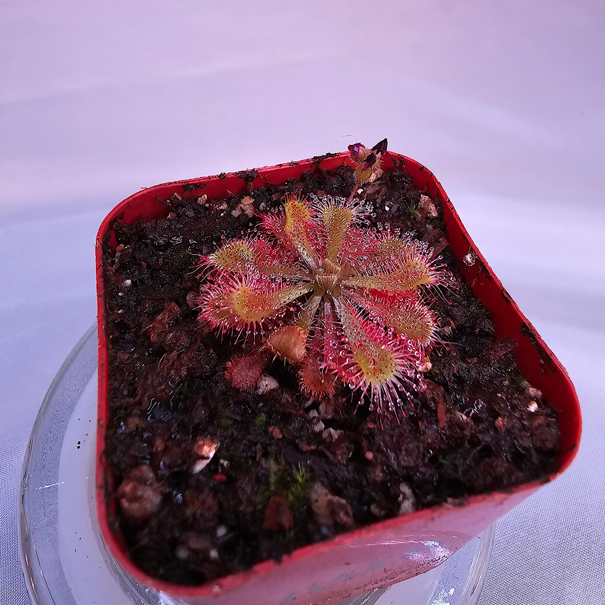Small Drosera Spatulata sundew grown as an indoor carnivorous houseplant