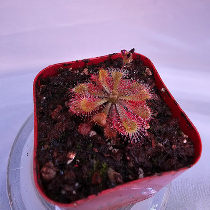 Small Drosera Spatulata sundew grown as an indoor carnivorous houseplant