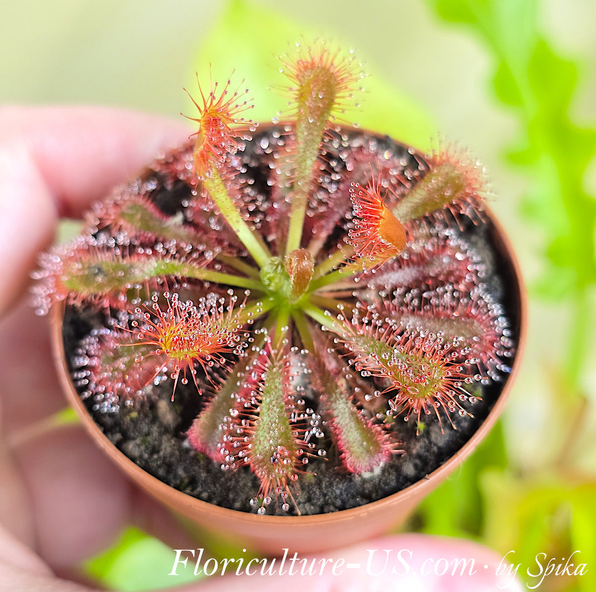 Macro shot of a live Drosera spatulata var. lovellae carnivorous plant showcasing red leaf tentacles covered in shimmering sticky predatory dew.