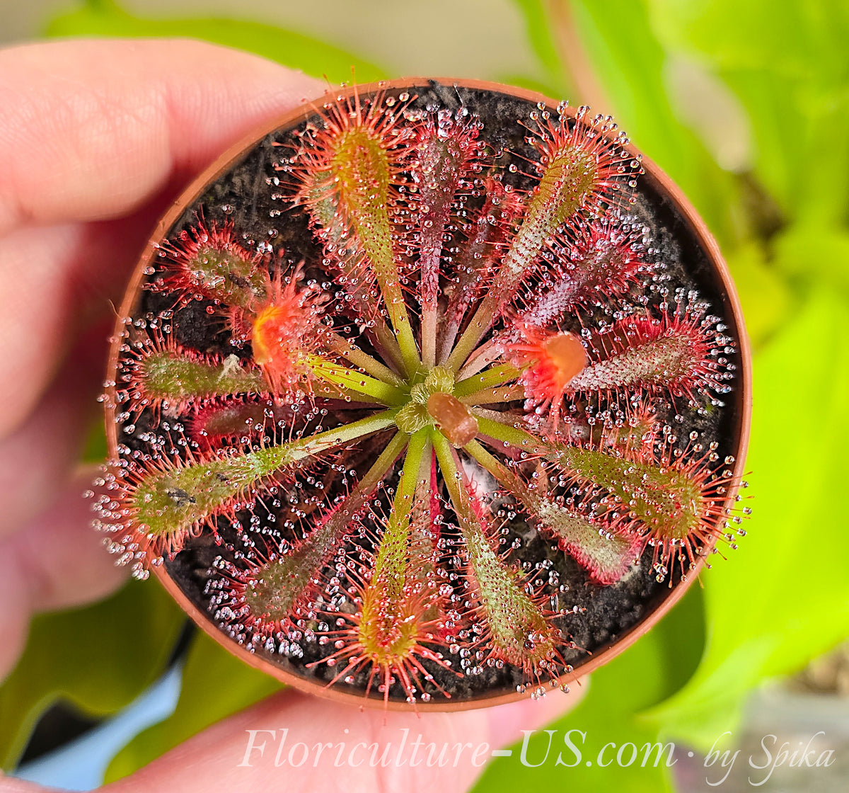 Perfect symmetrical top view of a live red Drosera spatulata var. lovellae plant rosette in a 2-inch pot, showcasing the carnivorous spoon-shaped leaves glistening with predatory dew.